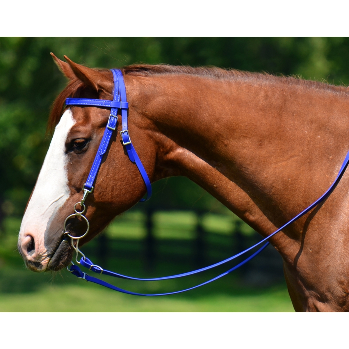 How to choose the best  horse bridle
