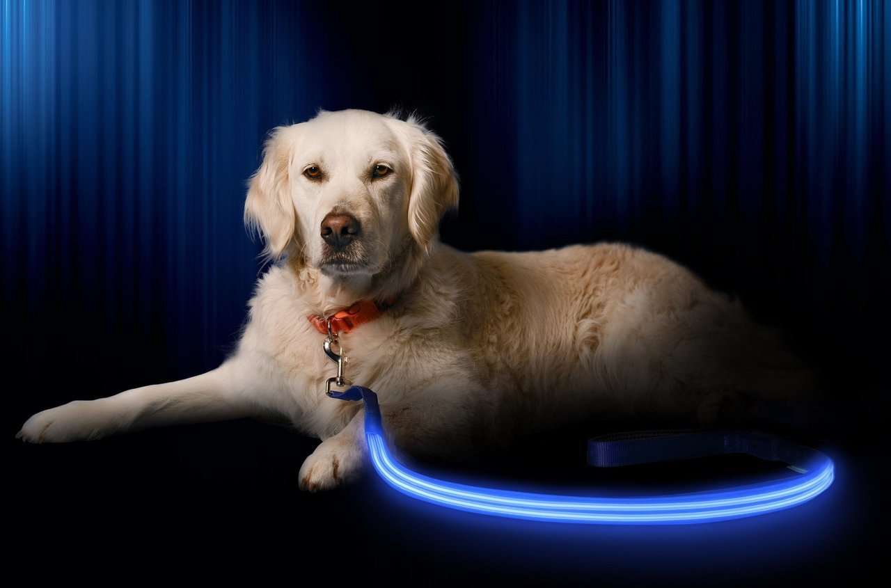 LED dog  leash