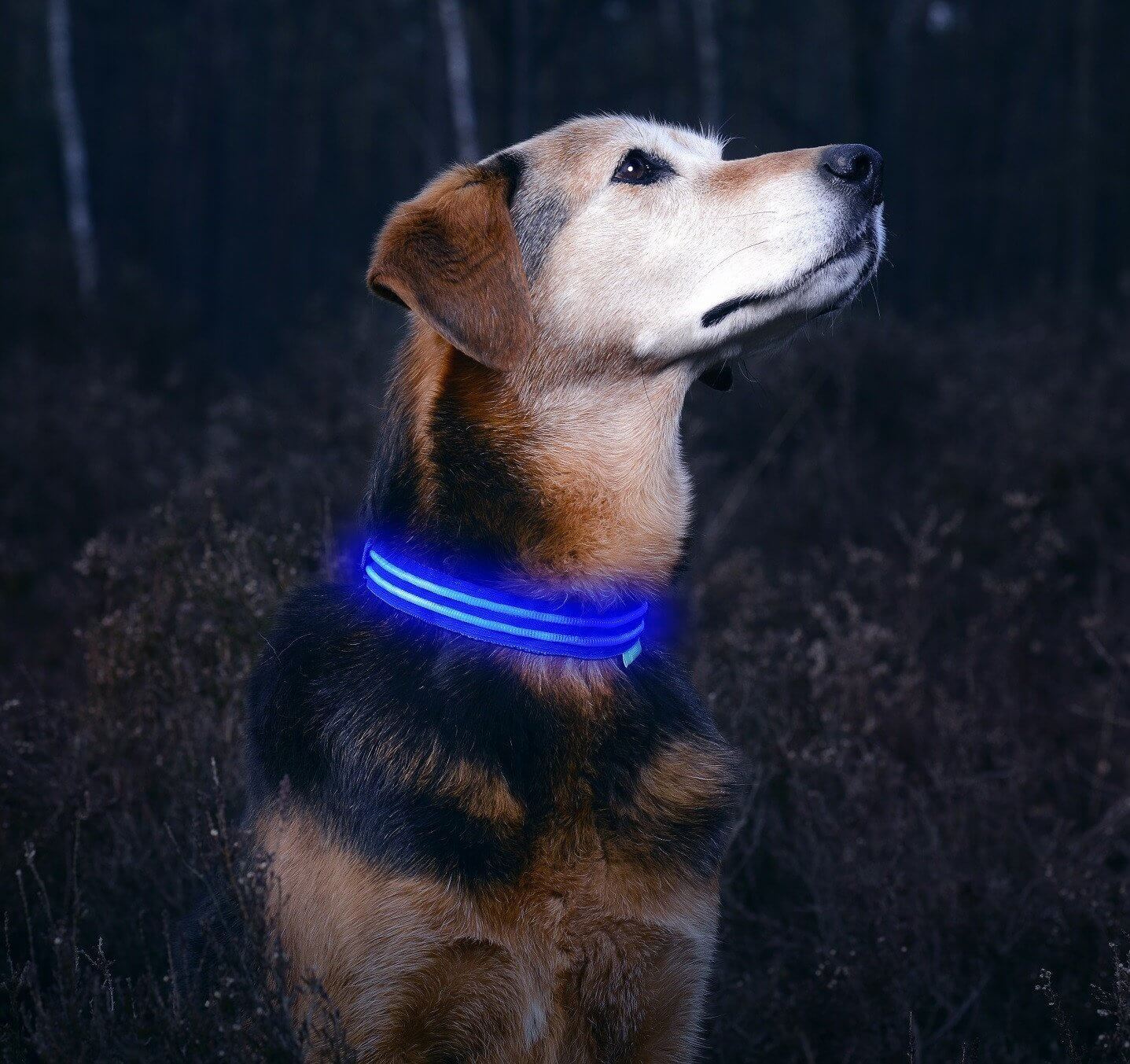 Oops, LED pet collar scared a lady
